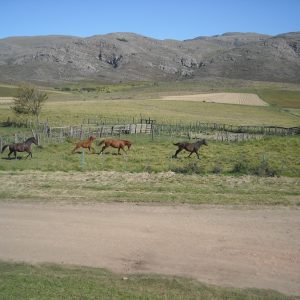 Tropilla al galope desde cabaña Ayutun Hue. Las mulas a veces y más frecuentemente los caballos suelen deleitarnos